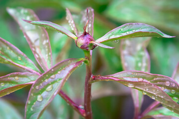 Flower in drops and splashes of water after rain.