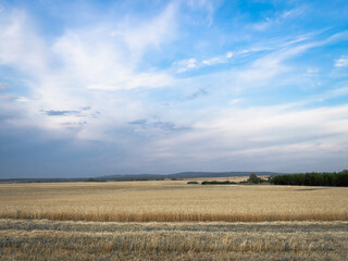 Fototapeta premium Yellow field, sky and forest at sunset.