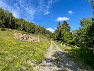 Forest path crossing the stubble of the Vosges mountains