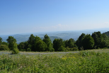 Dog Golden Retiever and boy child in the forest camping