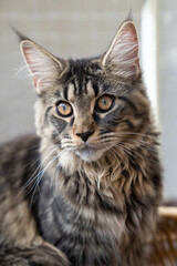 Sechs Monate altes Maine Coon Kitten 