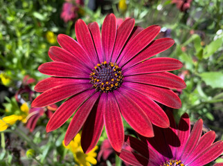 Beautiful Flower Osteospermum (lat. Osteospermum)