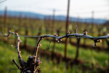 Closeup view of bud break on a grapevine in an Oregon vineyard in early spring, bare vines on wires with tiny pink buds emerging.