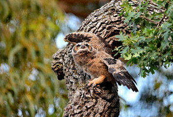 Great Horned Owl - Bubo virginianus