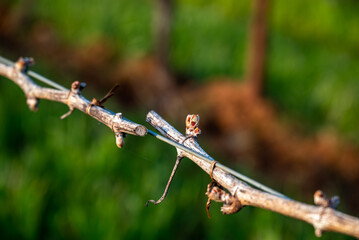 Closeup view of bud break on a grapevine in an Oregon vineyard in early spring, bare vines on wires with tiny pink buds emerging.