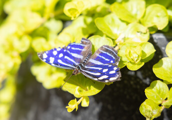 Isolated butterfly on a plant