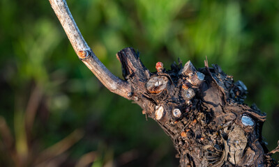 Closeup view of bud break on a grapevine in an Oregon vineyard in early spring, bare vines on wires with tiny pink buds emerging.