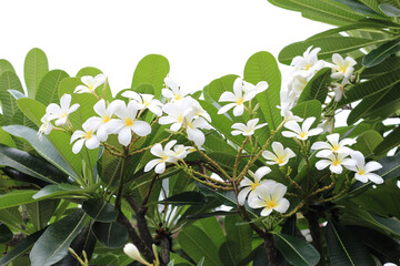 Plumeria tree with flowers and sky