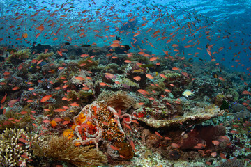 Fototapeta na wymiar Colorful anthias school above a spectacular coral reef near Alor, Indonesia. Anthias thrive where there is dependable current to bring them planktonic food.