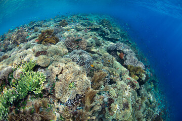 Naklejka na ściany i meble A spectacular coral reef thrives in the warm waters near Alor, Indonesia. This region, part of the Lesser Sunda Islands, is known for its incredible marine biodiversity.