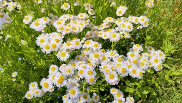 ヒメジョオンの花