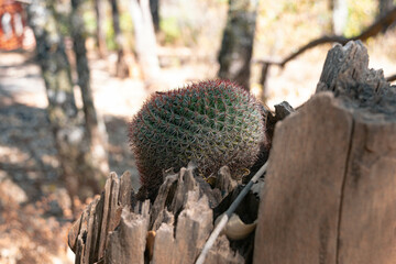 Close-up of a cactus in a tree trunk in the middle of the forest