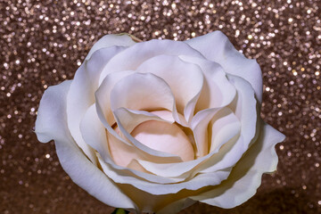 Cream Rose with Gold Sparkle Background