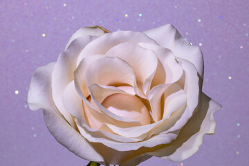 Cream Rose with White Sparkle Background