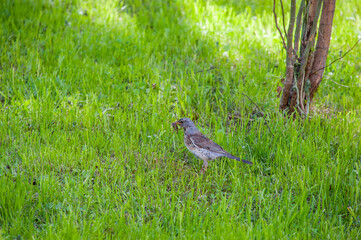 A thrush bird with worms in its beak among the grass