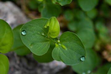 Drops of water on the leaves of a green plant