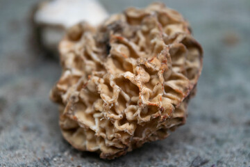 Close - up of a dried mushroom | picnic day
