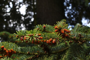 red pine cones