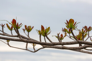 Leaves