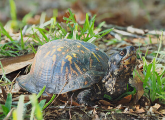 A Close-up Focus Stacked Image of an Eastern Box Turtle in the Leaves