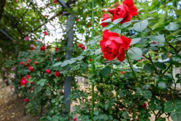 赤いバラ
