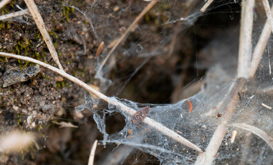 Close-up to a spider web
