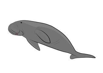 Dugong