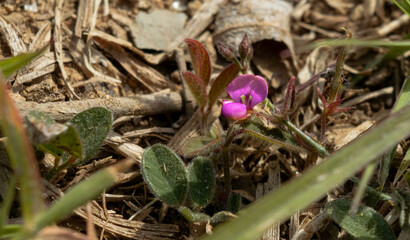 Small purple flower with two petals