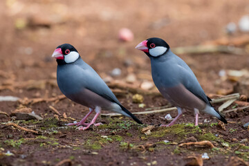 Java Sparrow or Java Finch (Padda oryzivora)