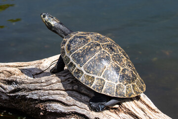 Yellow-spotted Amazon Turtle (Podocnemis unifilis)