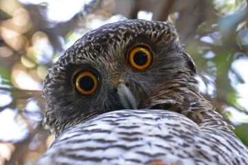 Close up of Australian Powerful Owl (Ninox strenua)