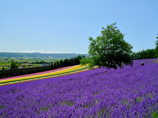 ラベンダー畑