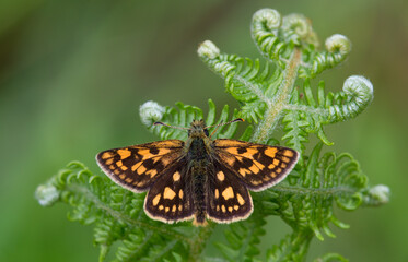 Gelbwürfeliger Dickkopffalter - Carterocephalus palaemon