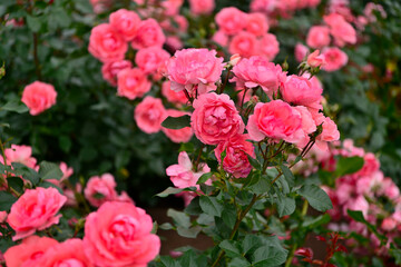 薔薇