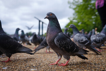 Hyde Park Pigeon