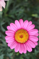 Obraz premium bunte Margerite im Grünen als Macro