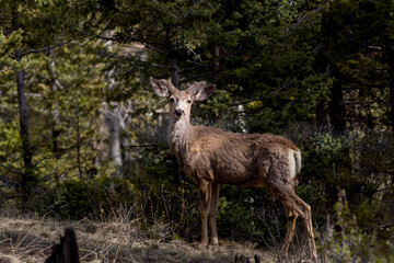 Mule Deer Herd