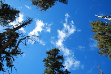 sky and trees