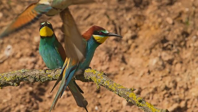 European bee-eater or Merops apiaster. Colorful tropical bird