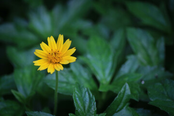 yellow flower in the garden