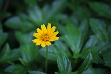 Close up of yellow flower on green blurred background