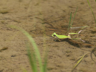 水田の中を泳ぐ小さなカエル
