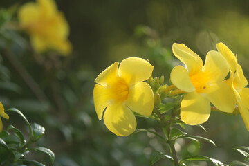 yellow flower with sunshine and blurred background