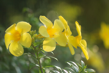 yellow flower with sunshine and blurred background