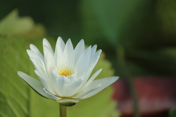 white lotus flower