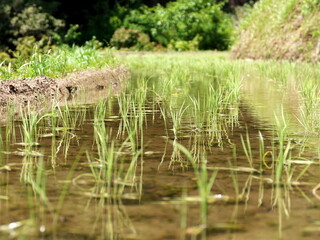 あ上直後の水面に反射する苗
