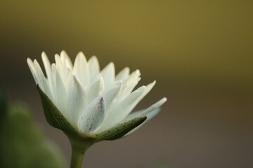 white lotus flower with blurred background