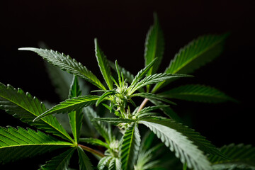 macro photograph of marijuana flower species (wedding cake), beginning of flowering, black background