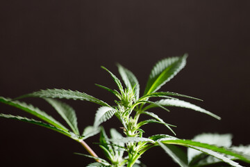 beautiful young marijuana plant, beginning of flowering, future buds are born, black background