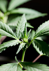 macro photograph of marijuana flower species (wedding cake), beginning of flowering, black background